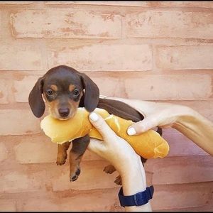 Meet your Posher, Jessie